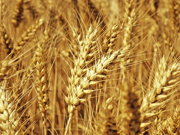 小麦案例