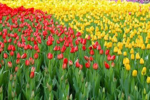 蚯蚓粪怎么养花