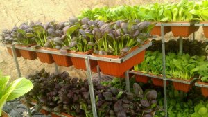 盆栽有机蔬菜栽培基质