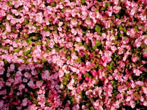 蚯蚓粪有机肥与普通有机肥的不同