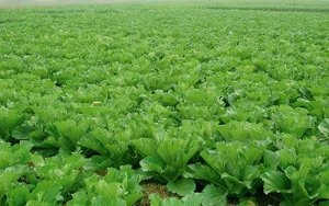 有机肥不是万能肥 科学施用别盲