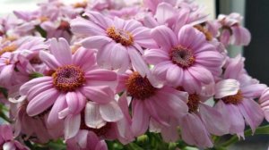 蚯蚓粪有机肥前景如何